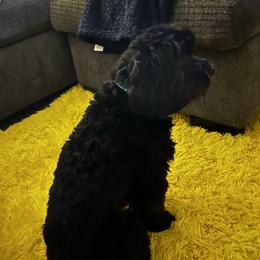 Aspen - Cavapoo