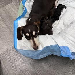 Dachshund puppies from Ide's of March Dachshunds