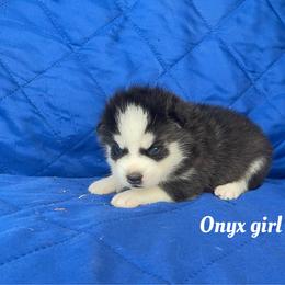Onyx girl 2 - Black and white female Siberian Husky puppy in Ocala, Florida from Florida Husky Puppies