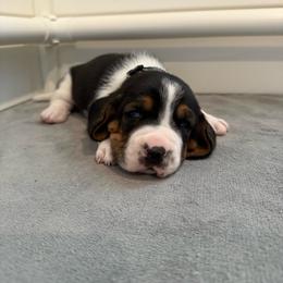 Boy 4 - Black white and brown male Basset Hound puppy in Republic, Missouri from Shauna Jones Family Basset Hounds