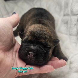 Dustin - Brown sable male Chinese Shar-Pei puppy in Minden, Louisiana from Zoey's Waggly Tails