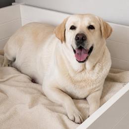 Gayle - Labrador Retriever