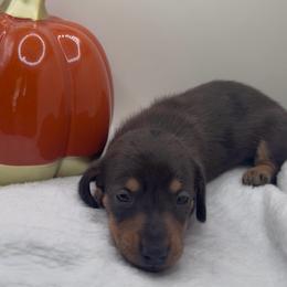 Girl 2 - Dapple female Dachshund puppy in Bakersfield, California from KC Doxies