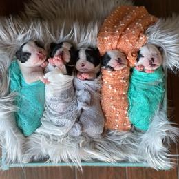 Boston Terriers from High Country Bostons