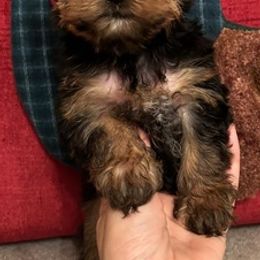 Yorkshire Terriers from Yorkies in AZ