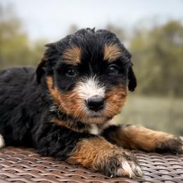 Boy 2 - Tri-color male Bernedoodle puppy in Montrose, Michigan from Livy’s Doodles