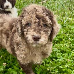 Freckles - Red merle male Aussiedoodle puppy in Denton, Maryland from Royal Conron Doodles