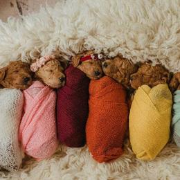 Poodles from SPoiled SPoos