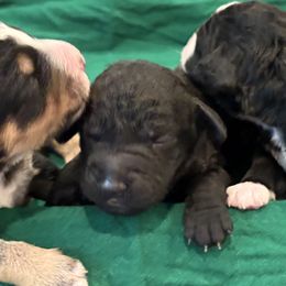 Aussiedoodle puppies from Adorable Aqua AussieDoodles