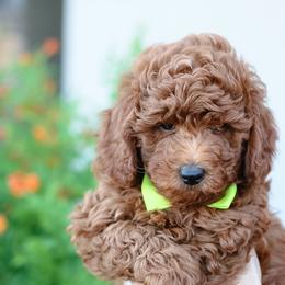 Poodle Puppies from Nystrom Clan Pups