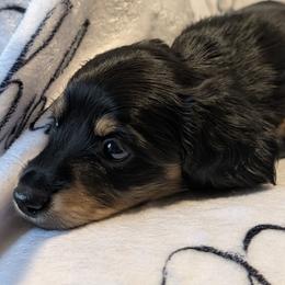 Female 3 S cream - Black and tan female Dachshund puppy in Columbus, Ohio from Bumpkins Dachshunds