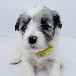 Nova - Blue merle and white female Sheepadoodle puppy in La Plata, Maryland from Serenity Creek Doodles