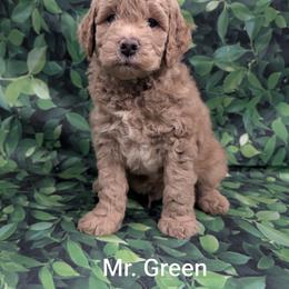 Mr Green - Apricot male Goldendoodle puppy in Lebanon, Pennsylvania from Robertson's Retrievers and Doodles