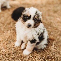 Australian Shepherd Puppies from Russell Ranch Aussies