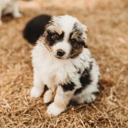 Australian Shepherd Puppies from Russell Ranch Aussies