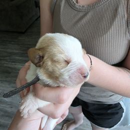 Black - Brown and white male Basset Hound puppy in Clyde, Texas from Hazard Hound Kennels