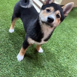 Carson - Black and tan male Shiba Inu puppy in Arcola, Illinois from Highline Puppies