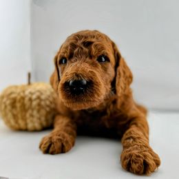 Green Collar male- Yams - Red  male Goldendoodle puppy in Monroe, North Carolina from Doodle Darlings