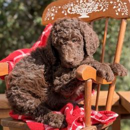 McIntosh - Brown male Poodle puppy in Julian, California from Above the Pines Poodles