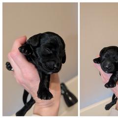 Wavy Black Abstract - Black male Whoodle puppy in Kalispell, Montana from Countryman Whoodles