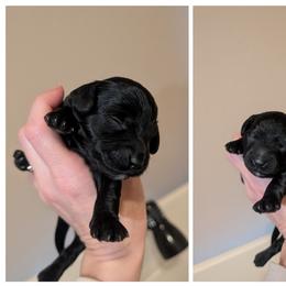 Wavy Black Abstract - Black male Whoodle puppy in Kalispell, Montana from Countryman Whoodles
