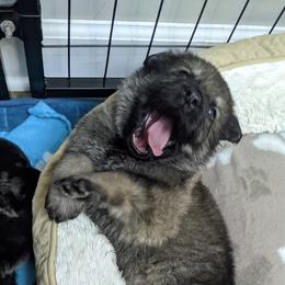 German Shepherd Puppies from Reign Land