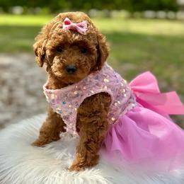 Sriracha - Red  female Poodle puppy in Palm Beach County, Florida from Benji’s Cockapoos