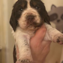 Rio - Liver white and tan female English Springer Spaniel puppy in Huntingdon, Pennsylvania from Indian Creek Springers and Doxies