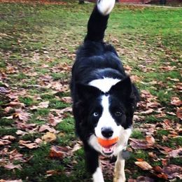 Border Collie Puppies from Cascade Sun Kennels
