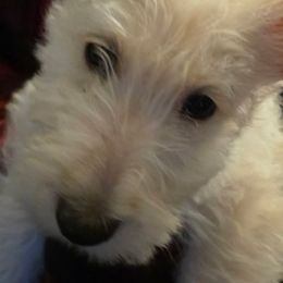 Scottish Terriers from Scottie Love