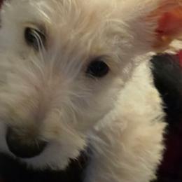 Scottish Terriers from Scottie Love