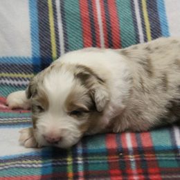 Miller - Blue merle male Australian Shepherd puppy in Kansas, Oklahoma from Windy G Farm