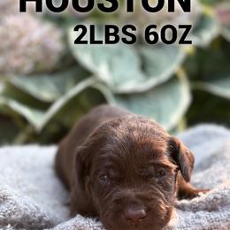 Houston - Chocolate male Dilute Retriever puppy in Puyallup, Washington from 12 Door Farm Labradors