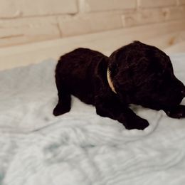 Poodle Puppies from Simplicity Poodles