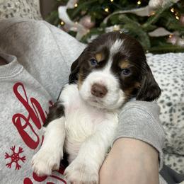 Caleb - Liver white and roan male English Springer Spaniel puppy in Battle Creek, Michigan from Eden Springer Spaniels