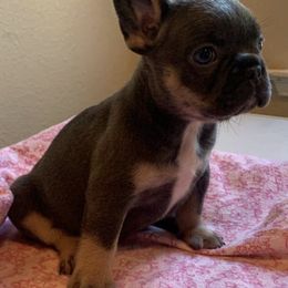 French Bulldogs from Highway_Bullyz