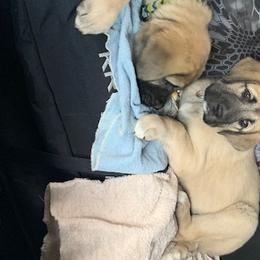 Fish - Anatolian Shepherd Dog puppy in Berkeley County, West Virginia from Reich Anatolians and Friends