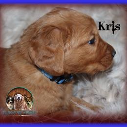 Kris - Dark golden male Golden Retriever puppy in Anson, Texas from Diamond Bar N Ranch