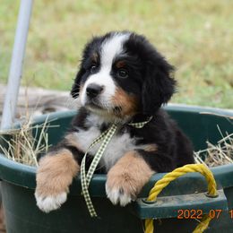 "Sage    Male   7 wks" Bernese Mountain Dog Puppies from Wilderness Way Berners