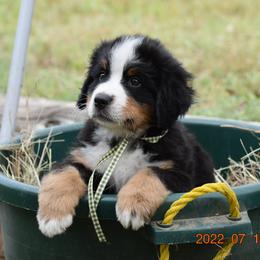 "Sage    Male   7 wks" Bernese Mountain Dog Puppies from Wilderness Way Berners