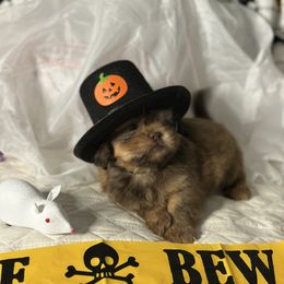 CKC Boy 3 - Liver male Shih Tzu puppy in Houston, Texas from Paws n Claws
