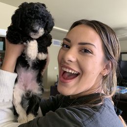 Goldendoodle Puppies from Dream Doodles of Central Texas