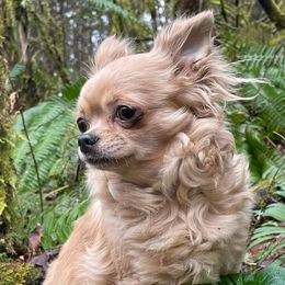 Squeek - Chihuahua