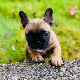 French Bulldog Puppies from Kickz Frenchies