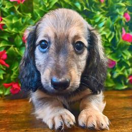 Tater 3500 - Cream male Dachshund puppy in Sylvania, Alabama from Yancey’s Doxies