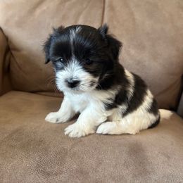 Stripes (Girl 3) - Black and white female Coton de Tulear puppy in Oakhurst, California from Gidget Cotons - ACC