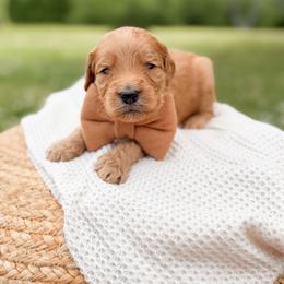 Rowdy - Red  male Goldendoodle puppy in Ooltewah, Tennessee from Allison Family Doodles