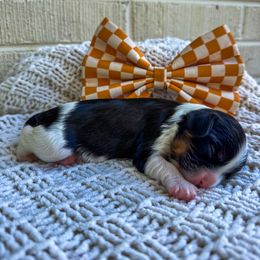 Bernedoodle, Bernese Mountain Dog, Cavalier King Charles Spaniel, and Goldendoodle Puppies from Adventure Doodles Of East TN