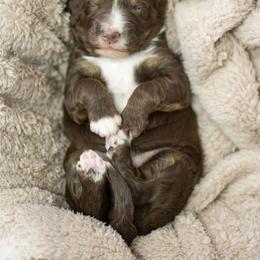Magnolia - Brown female Bernedoodle puppy in Delta, Pennsylvania from KEE Bernedoodles