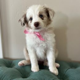Shannon Miller - White and red merle female Bordoodle puppy in Valley Center, California from Circle R Valley Farms